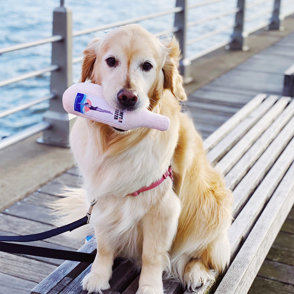 ダイビング・イントゥ・ハンプトン・ウォーター・ロゼ